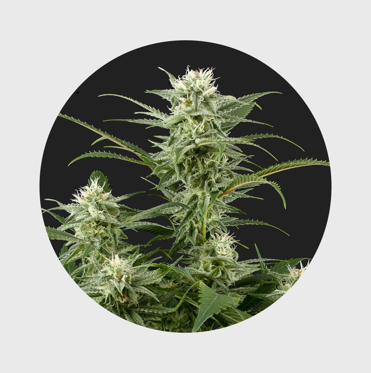 Amsterdams Finest Amnesia Haze 22% THC - full season Image 1