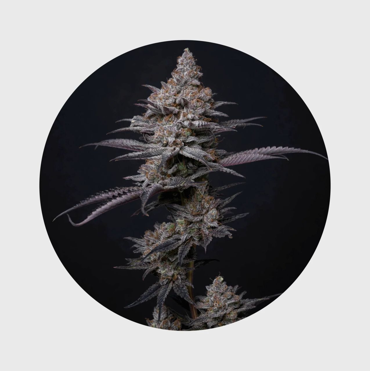 Cali Genetics Blueberry Bubba 21% THC - fast flowering | Hanfosan.de