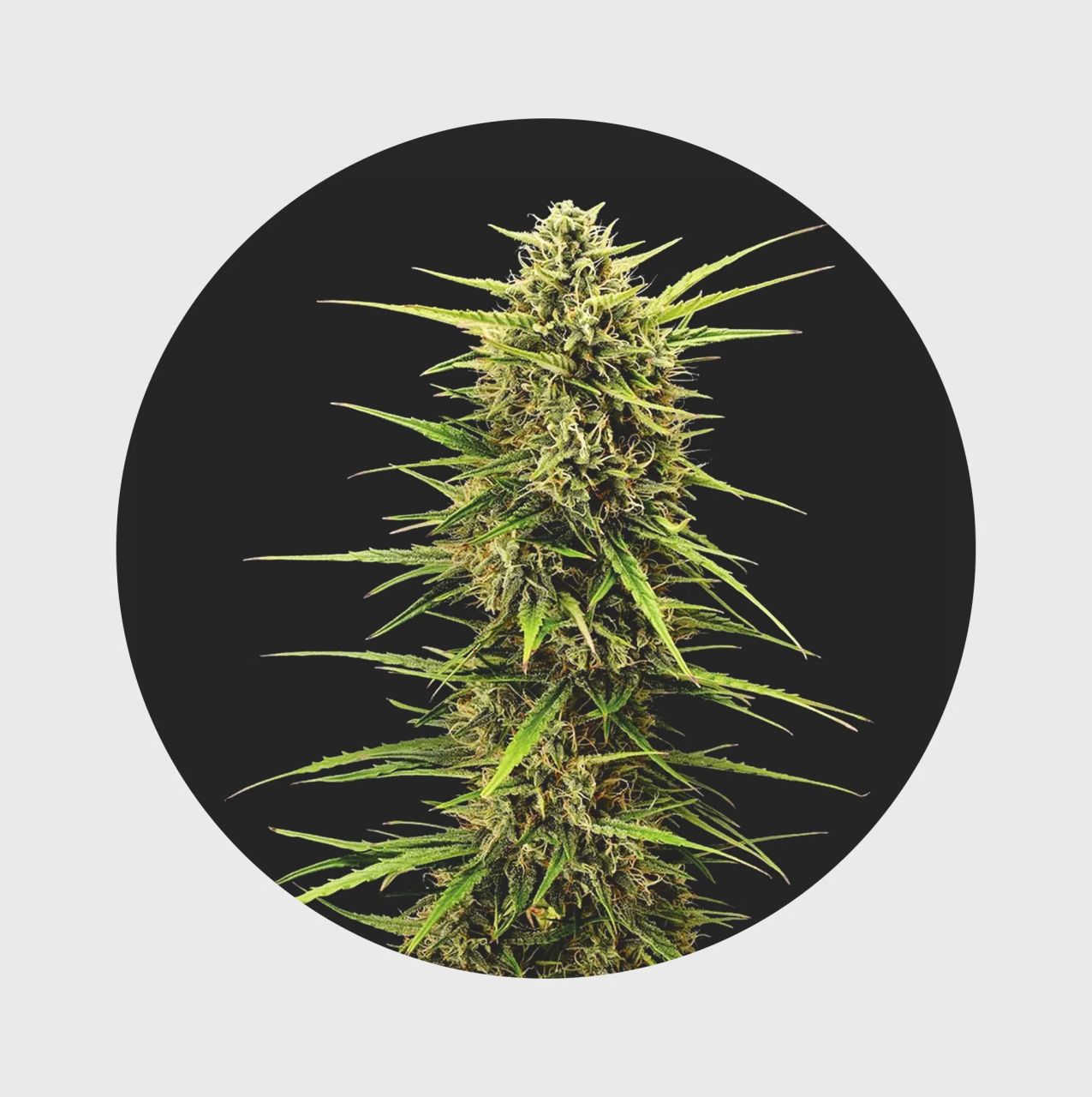 Legendary Cali Genetics Seeds Rainbow Apples 25% THC - full season Image 1