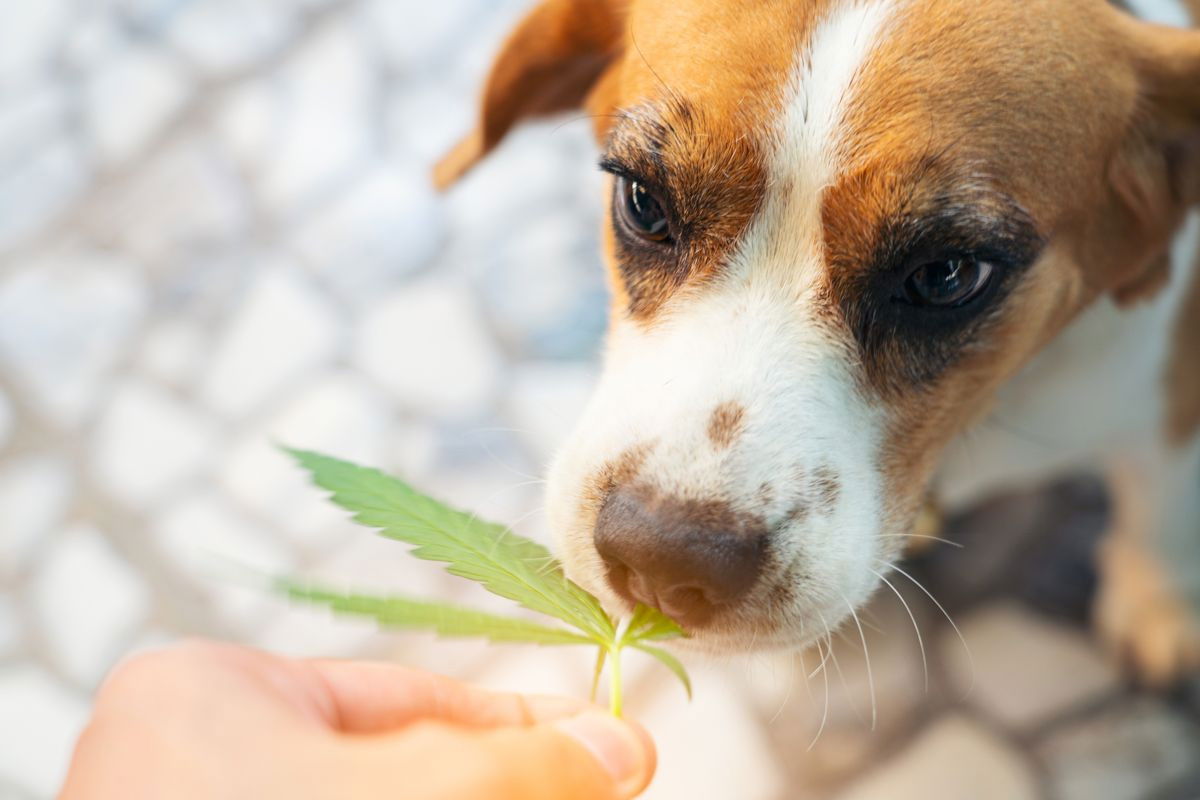 CBD Öl für Hunde